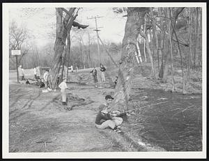 Fishing Season Opening this week-end found hundreds of young and old lining the banks of Massachusetts streams. This group of fishermen chose the banks of Eagle Brook, Wrentham, while similar scenes were to be found along other rivers and brooks as well as on ponds and lakes of the state.
