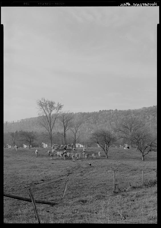 Cattle in field, Housatonic