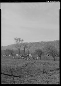 Cattle in field, Housatonic