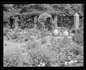 Rose garden, Franklin Park