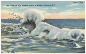 Sea gulls dip over breaking waves at Atlantic Highlands, N. J.