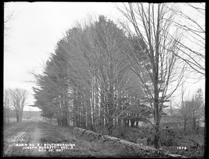 Sudbury Reservoir, Section A, pine grove east of the Joseph Burnett house, near the westerly side of the Burnett Road, from the north in road, Southborough, Mass., Nov. 26, 1897