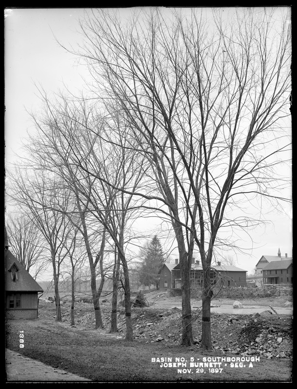 Sudbury Reservoir, Section A, row of elms back of the stable of Joseph Burnett, on the northerly side of brook, from the west near southwest corner of stable, Southborough, Mass., Nov. 29, 1897