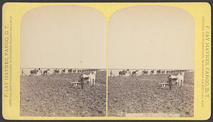 Farming. Plow gangs in the Dakota Territory, Fargo, D.T.