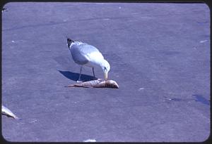 Gull eating a fish