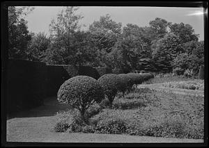 North along side path & box hedge in Dr. Jacobs' garden