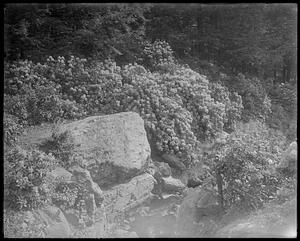 Rhododendrons