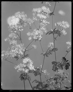 Thalictrum polygamum