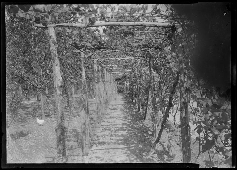 Grapes on trellis