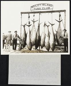 Maine Tuna Tourney Breaks All American Record. Eight giant tuna ranging from 470 to 609 pounds were landed on the second day of Maine's Fish Annual Tuna Tournament at Bailey Island to break all American and Canadian tournament records. In addition to this nine fish were officially lost by the 19 boats in competition. In the first two days of the tournament 14 fish have been landed for a total weight of 7459 pounds. Henry Strater, Maine's ace angler is out in front with five fish. On Wednesday he took three weighing 609 - 576 - 527. Above photo shows today catch hanging up with sea and shore fisheries wardens Elmore Wallace and James Thurston inspecting them. Most of the fleet is fishing within eight miles of the port and east of Lambo Ledge in Casco Bay.