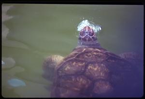 A turtle in water