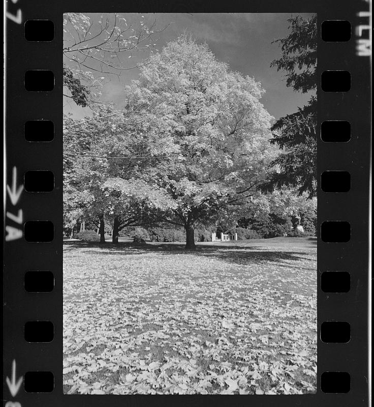 Atkinson Common foliage