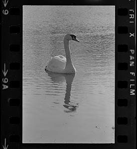 Swan swimming