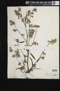 Nabalus trifoliolatus