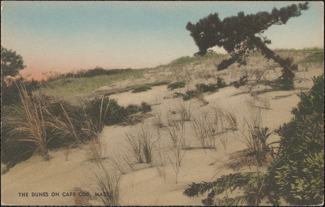 Cape Cod sand dunes