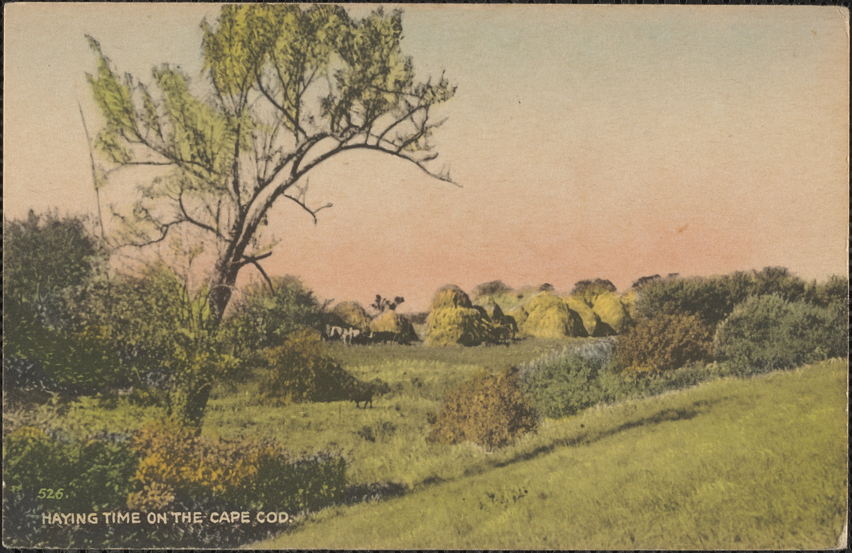 Haying time on the Cape Cod