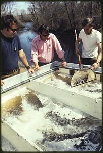 Stocking Pacific Coast "Coho" Salmon