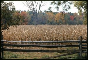 Corn field, Old Sturbridge Village, Sturbridge, Massachusetts