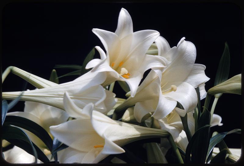 White lilies