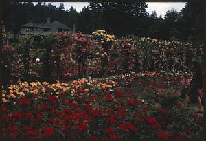 Walls of flowers in garden with house in background, British Columbia