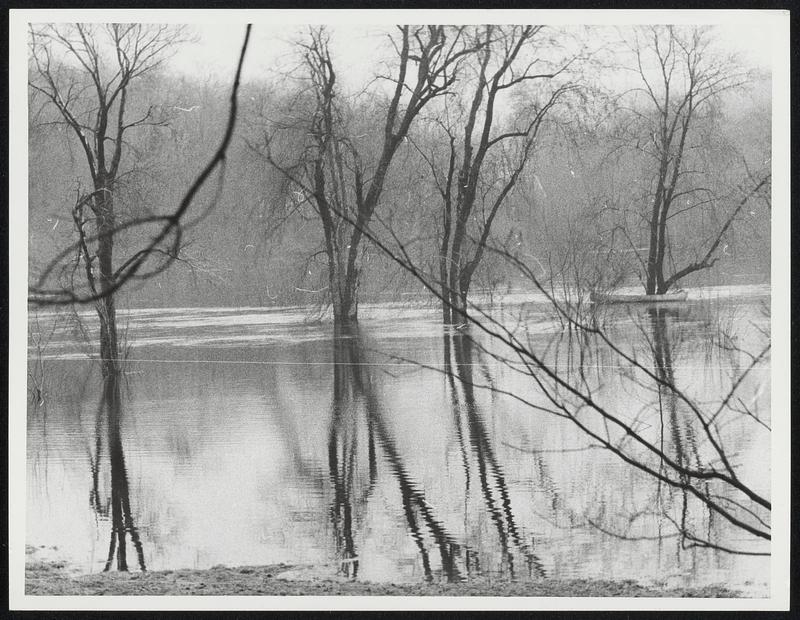 Trees by water