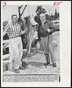 Boothbay Harbor, Maine – A Big One From Maine – James J. Duggan (right) of Charlestown, West Virginia, wears a big smile while posing with the 74 pound 4 ounce codfish he caught yesterday on rod and reel off Great Ledge near Boothbay Harbor. Capt. Louis Garcelon Jr., left, skipper of boat used stands alongside the huge catch.