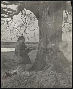 Verna Hines bores a hole in the maple tree out back of the house to provide an outlet for the Spring sap.