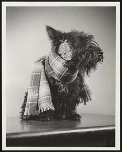 "Bunker" Scottie dog owned by Ann Wallace of Boston knows how to keep warm on a cold bitter day.