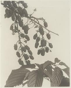 368. Rubus allegheniensis, blackberry