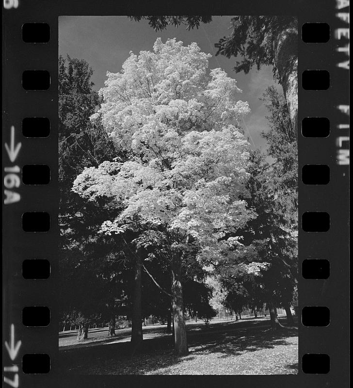 Atkinson Common foliage - Digital Commonwealth