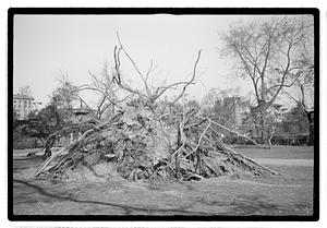 Tree removal
