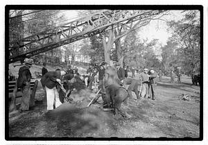 Tree removal