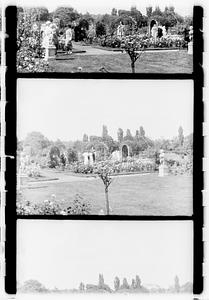 Rose garden, Boston