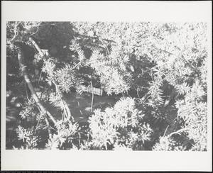 Litter among hedges