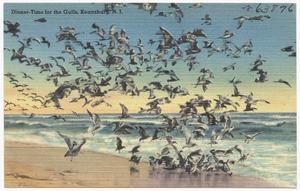 Dinner-time for the gulls, Keansburg, N.J.