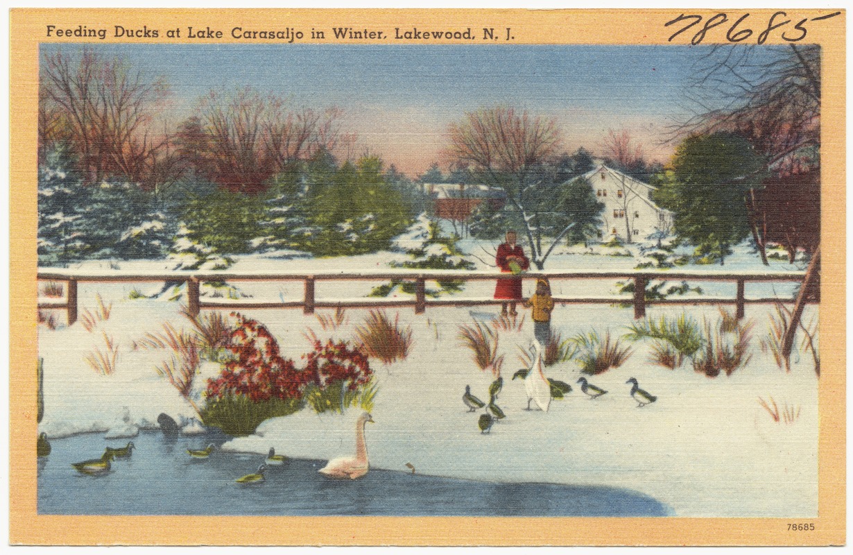 Feeding ducks at Lake Carasaljo in winter, Lakewood, N. J.