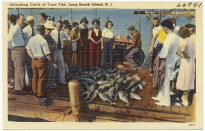 Unloading catch of tuna fish, Long Beach Island, N. J.