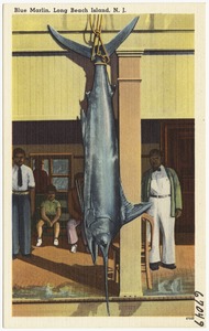 Blue marlin, Long Beach Island, N. J.