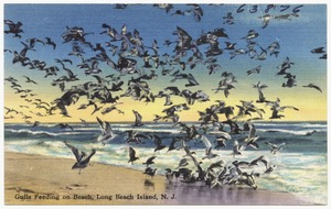 Gulls feeding on beach, Long Beach Island, N. J.