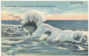 Sea gulls dip over breaking waves at Manasquan Beach, N. J.