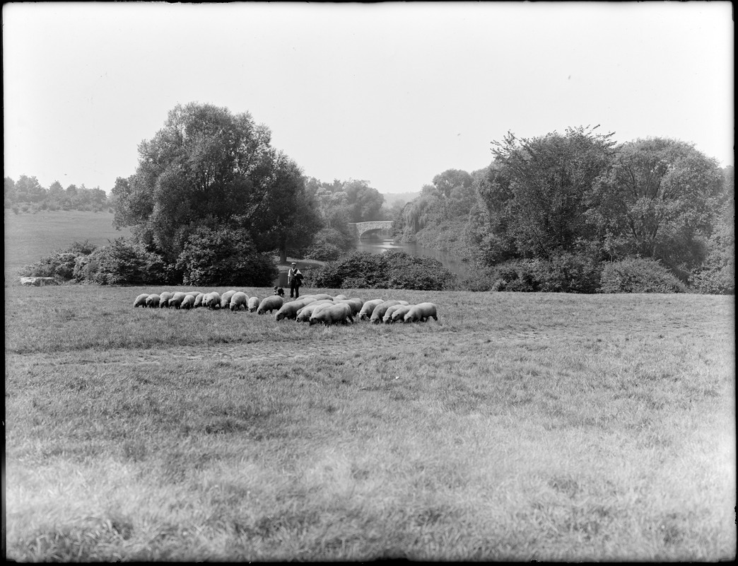 Franklin Park, sheep bound for home