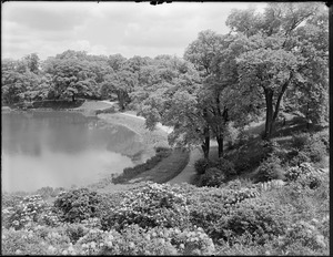 Ward's Pond, looking down from Perkins Street