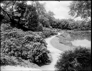 Ward's Pond, looking down from stairs