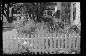 Marblehead, fenced garden scene