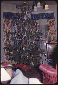 Our tree