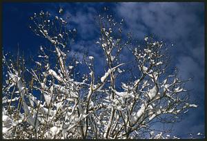 Branches covered in snow, Cambridge, Massachusetts