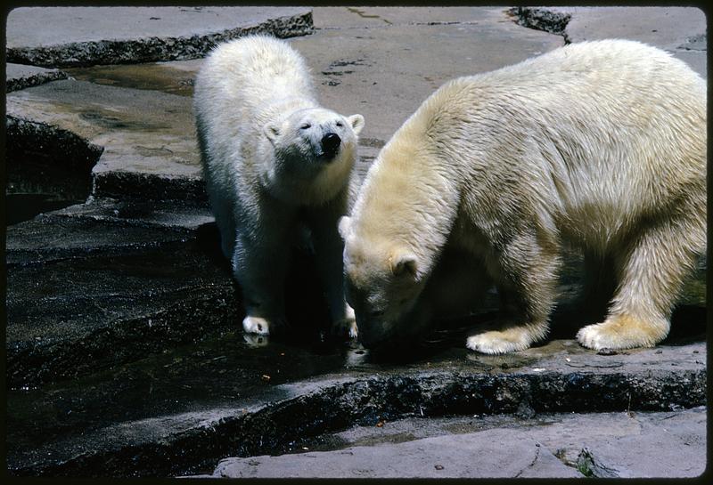 Two Polar Bears On Rock Terraces, San Francisco Zoo - Digital Commonwealth