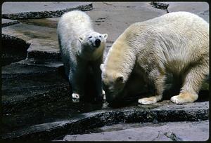 Two polar bears on rock terraces, San Francisco Zoo