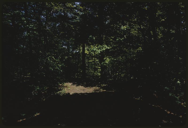 Partly shadowed path through trees