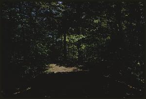 Partly shadowed path through trees